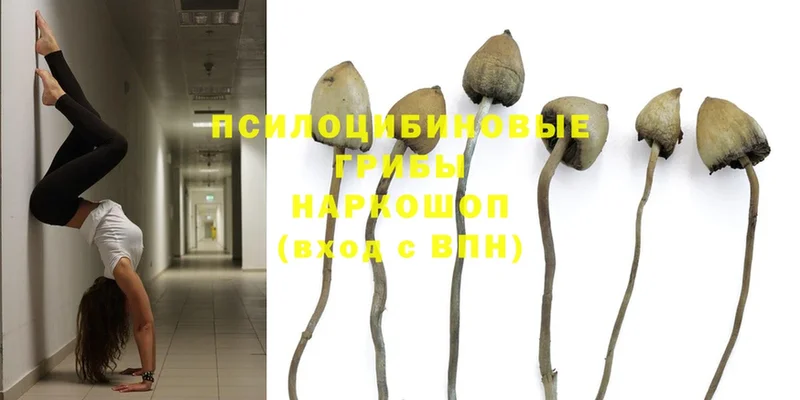 цена   Трубчевск  Галлюциногенные грибы Magic Shrooms 